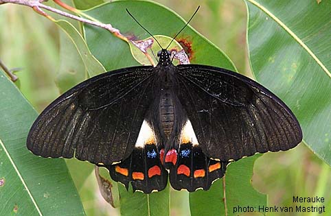 Papua Insects Foundation (Lepidoptera/Papilionidae/Papilio aegeus)